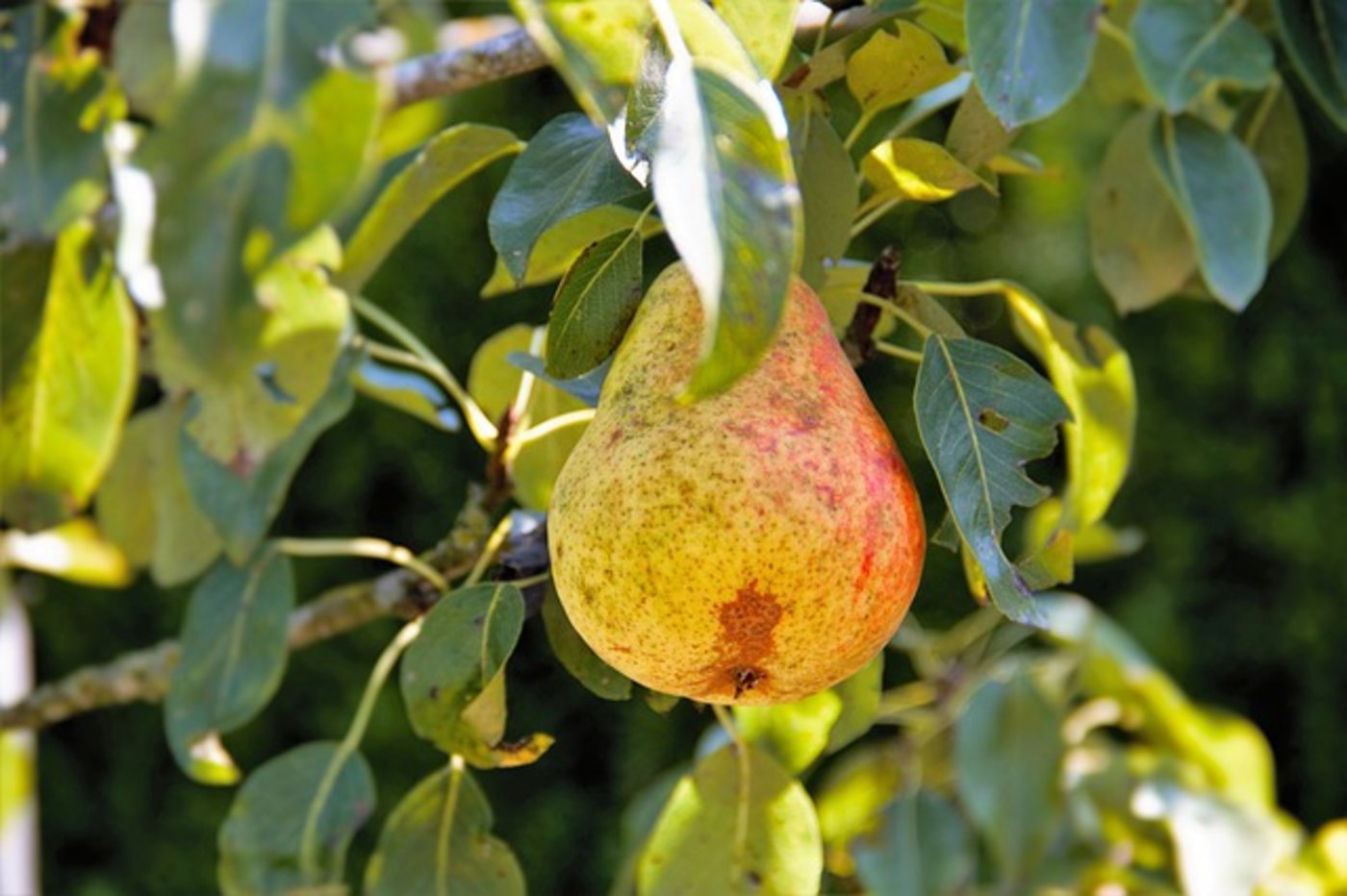 Für eine qualitativ hochwertige Ernte in der kommenden Saison müssen die Bäume jetzt zurückgeschnitten werden. (Bild Pixabay)