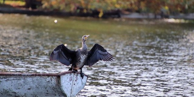  Kormorane fressen fast ausschliesslich Fisch. (Bild pixabay) 