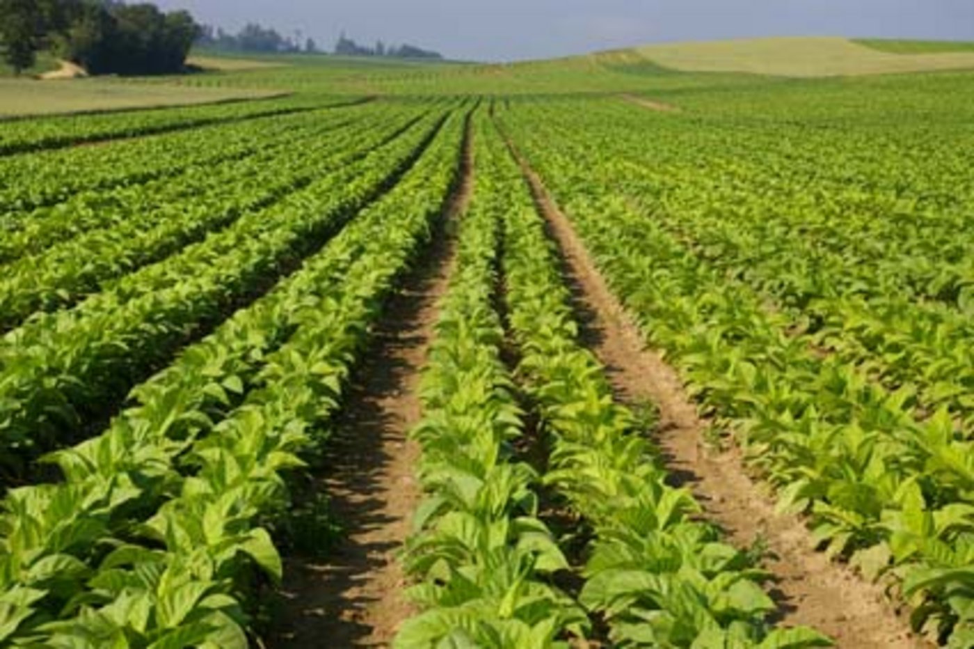 Ein Tabak-Feld in der Schweiz. (Bild Laurent Thierrin/landwirtschaft.ch)