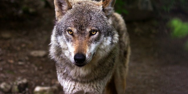 Der Bundesrat hat am 8. Mai 2020 zur revidierten Jagdverordnung die Vernehmlassung eröffnet. Diese dauert bis am 9. September 2020. (Bild Pixabay)