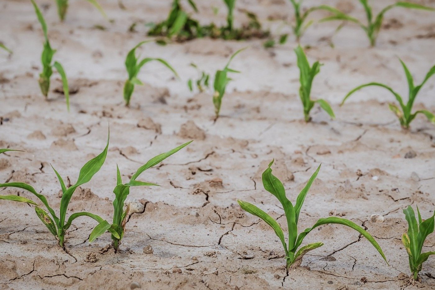 Der Klimawandel bringt sowohl Trockenheit als auch vermehrt Starkregen – beides Herausforderungen für die Landwirtschaft weltweit. (Bild Pixabay)
