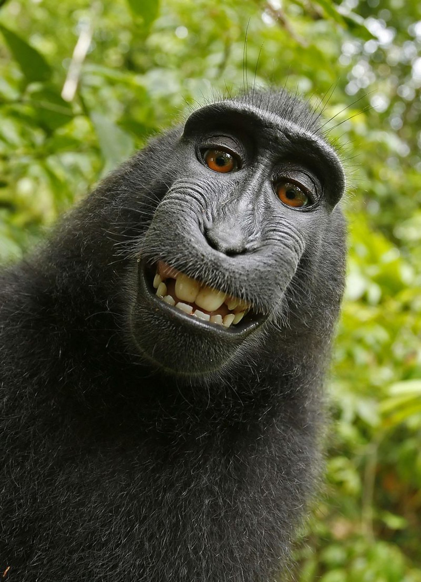 Das umstrittene Selfie von Schopfaffe Naruto. (Bild Wikimedia Commons)