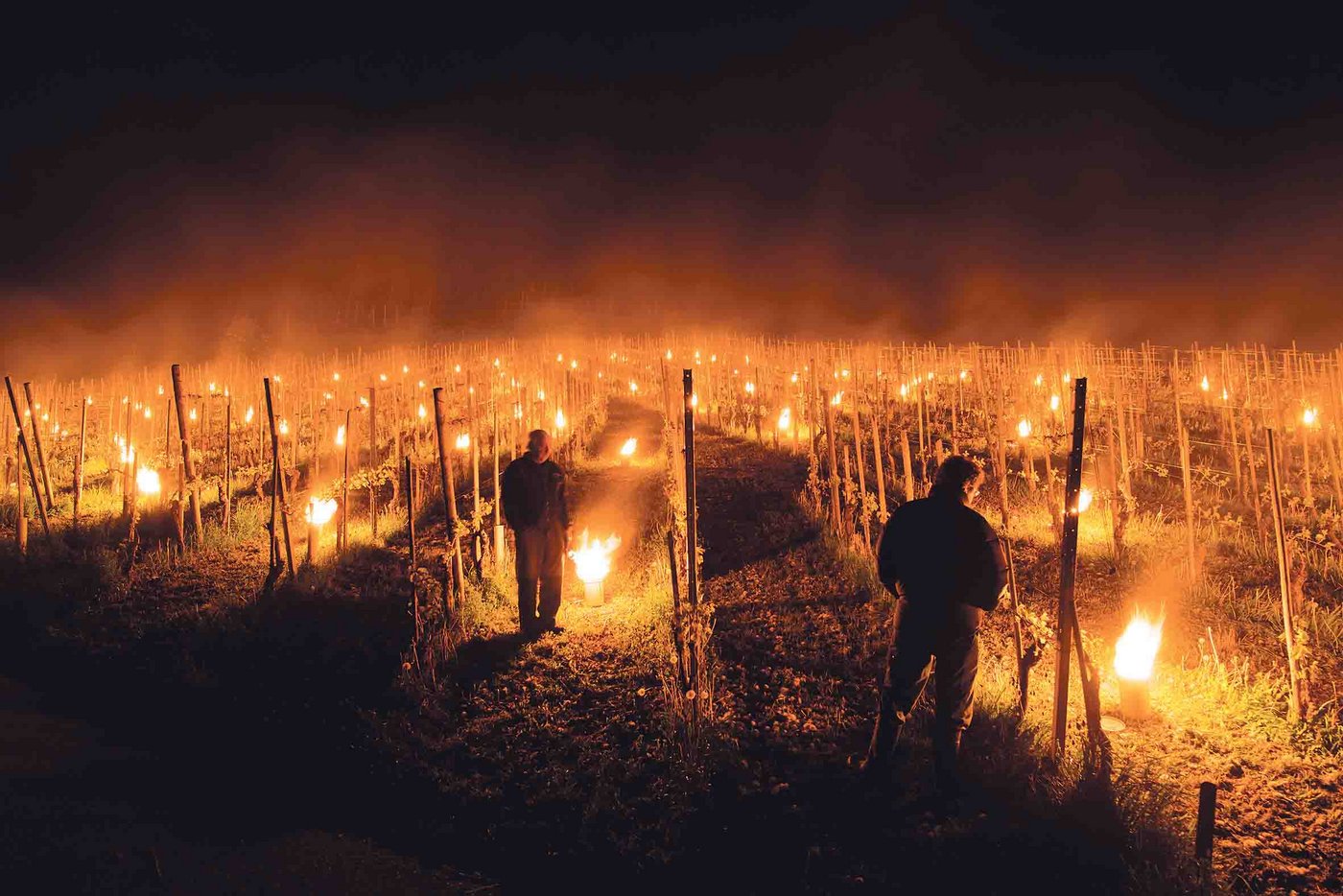 Weinbauern haben diesen Frühling versucht, ihre Reben mit Kerzen vor Frost zu schützen. Wo dies nichts nützte, konnte man sich bei der Landwirtschaftlichen Kreditkasse melden. (Bild Keystone)