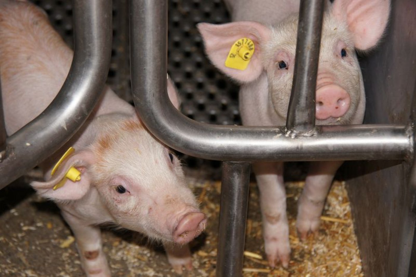 Das Absetzen ist eine enorme Umstellung für die Ferkel, da sie nicht mehr regelmässig Muttermilch aufnehmen können. (Bild ji) 