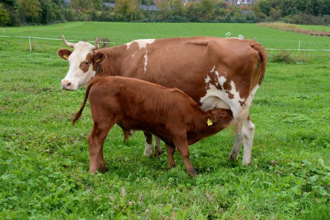 In der mutter- und ammengebunden Kälberaufzucht müsse man die Tiere täglich beobachten, betont das FiBL. (Bild FiBL/Thomas Alföldi)