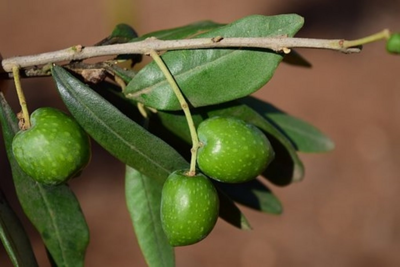 Das aus Amerika eingeschleppte Bakterium Xylella fastidiosa wurde 2013 erstmals in Süditalien festgestellt und erreichte zwei Jahre später Frankreich. (Symbolbild Pixabay) 