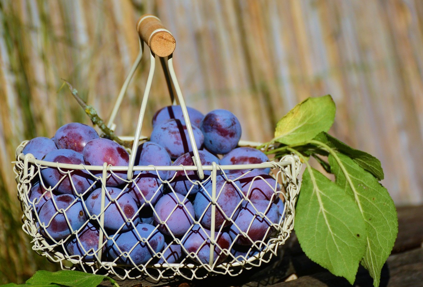 Die Zwetschgensaison dauert bis Anfang Oktober. (Bild congerdesign/pixabay)