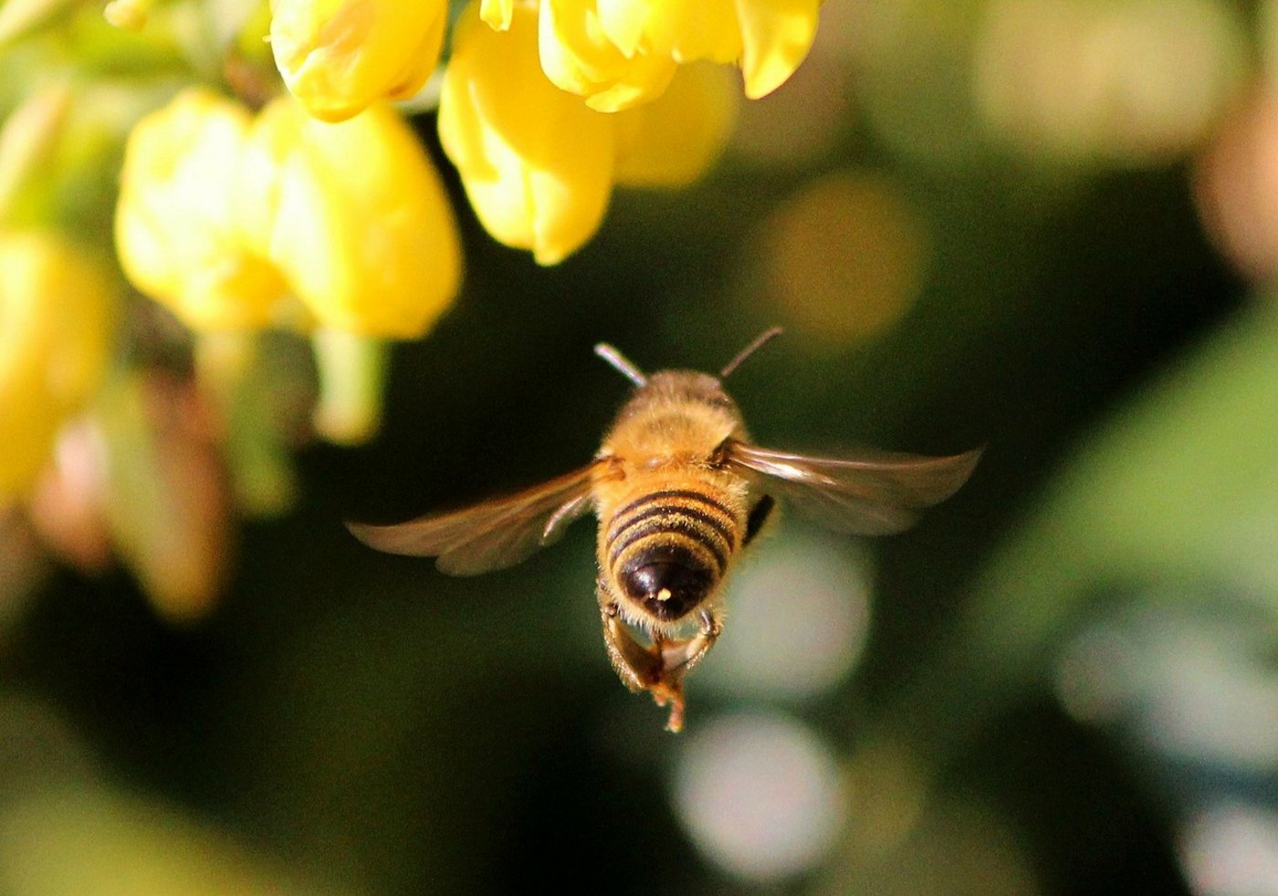 Thiacloprid von Bayer ist ein Neonicotinoid und steht im Verdacht, Insekten wie Bienen zu schaden. (Bild Pixabay)