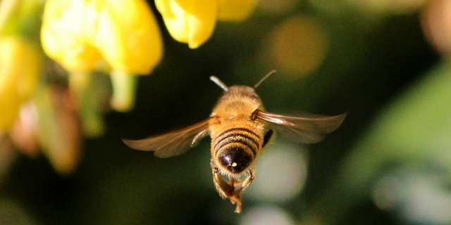 Thiacloprid von Bayer ist ein Neonicotinoid und steht im Verdacht, Insekten wie Bienen zu schaden. (Bild Pixabay)