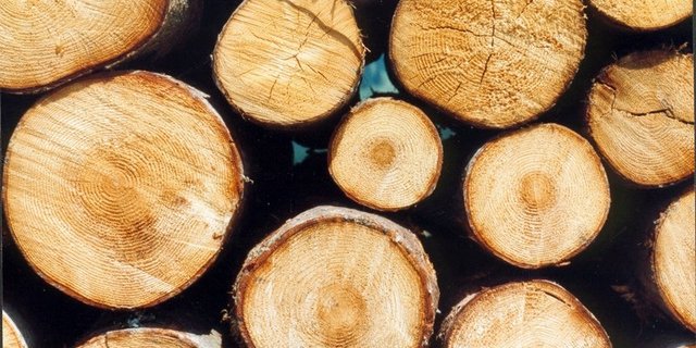 Die Preise auf dem Holzmarkt sind weiterhin unter Druck unter anderem wegen dem vielen Käferholz. (Bild BauZ)