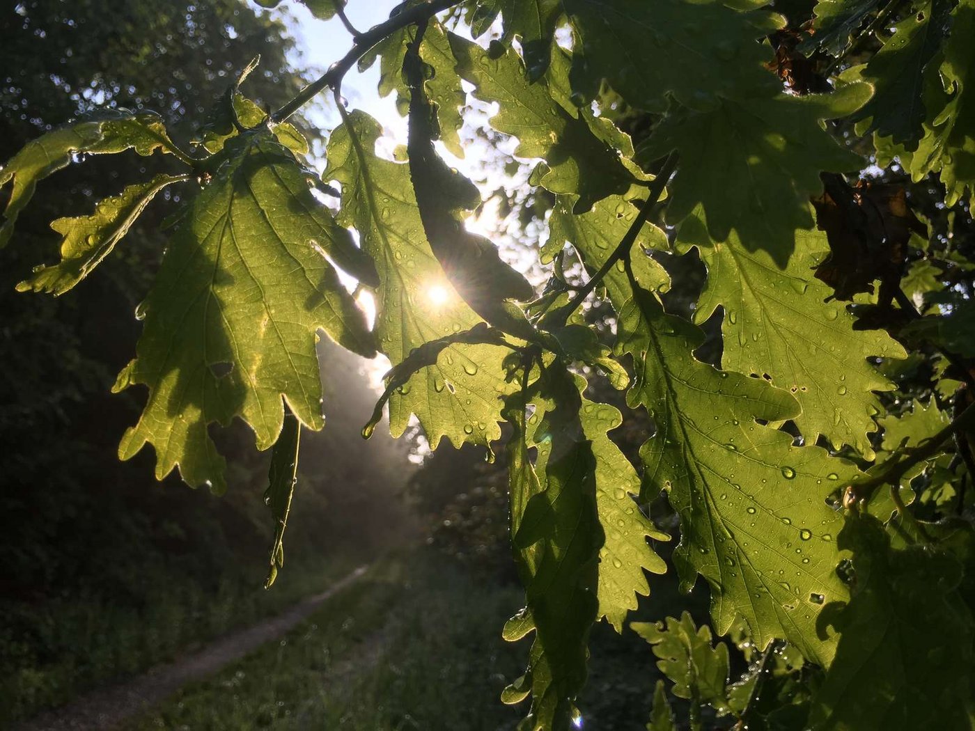 Die Erde könne ein Drittel mehr Wälder vertragen, ohne dass Städte oder Agrarflächen beeinträchtigt würden, so Forscher der ETH. (Bild Nicole Geiser)