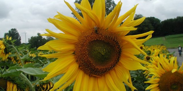 Die Anbauflächen von Sonnenblumen und Soja steigen leicht an. (BaZ) 