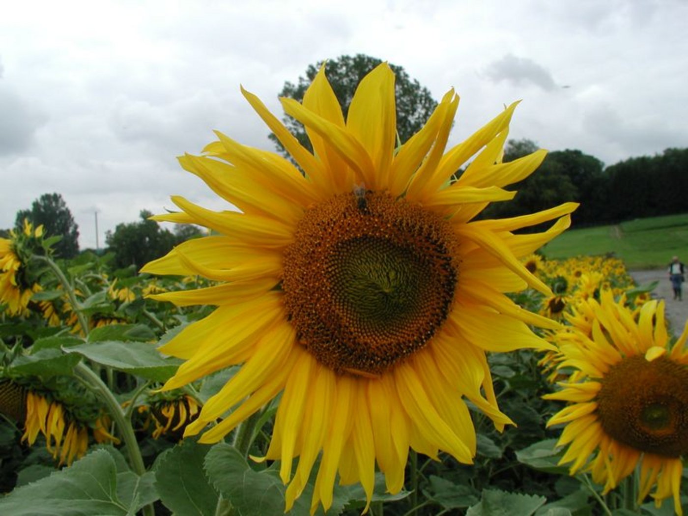 Die Anbauflächen von Sonnenblumen und Soja steigen leicht an. (BaZ) 