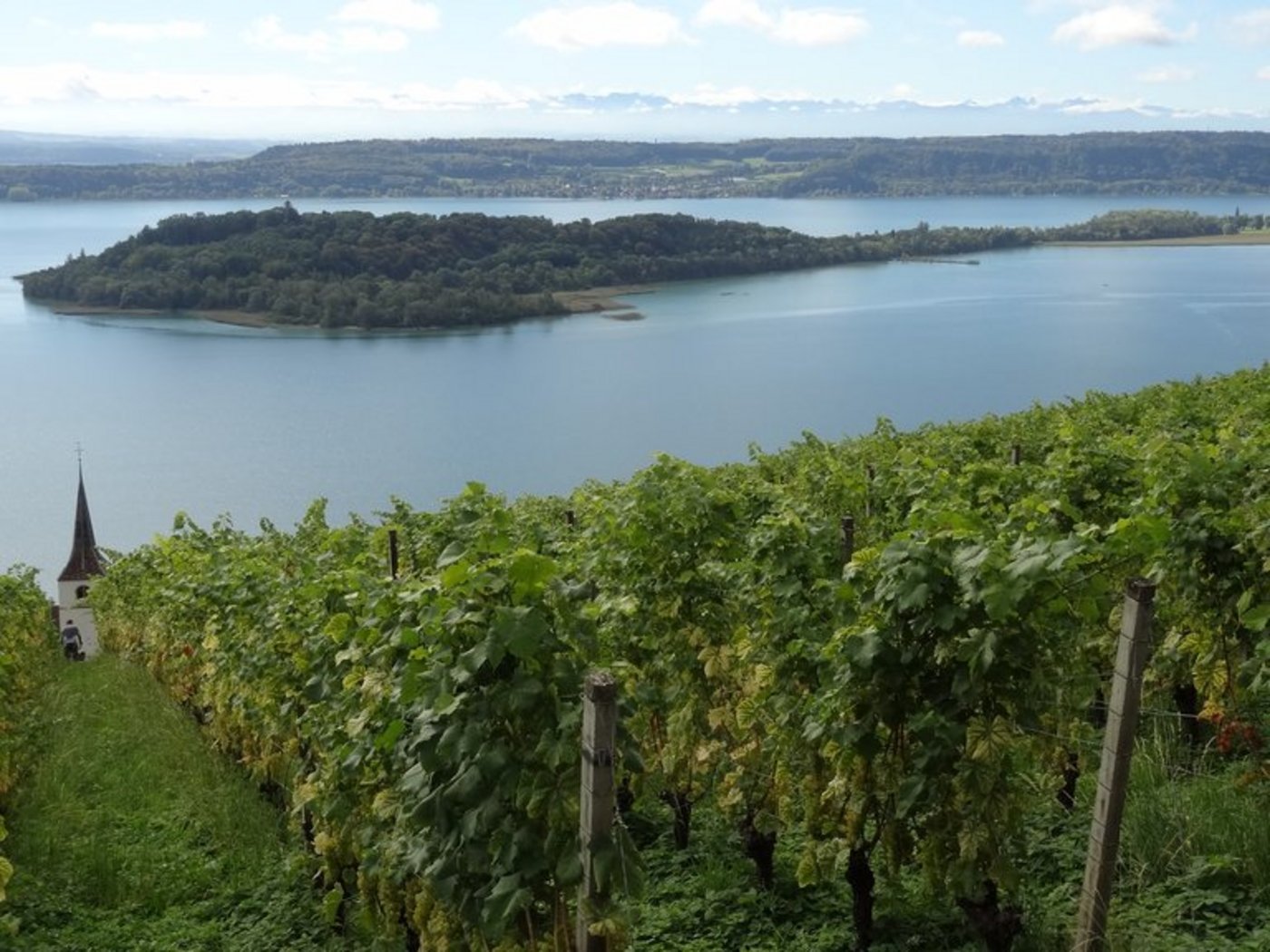 1'816 Tonnen Trauben wurden am Bielersee (hier Blick auf die St. Petersinsel) geerntet, 139 Tonnen am Thunersee, 15 Tonnen im übrigen Kantonsgebiet. (Bild lid)