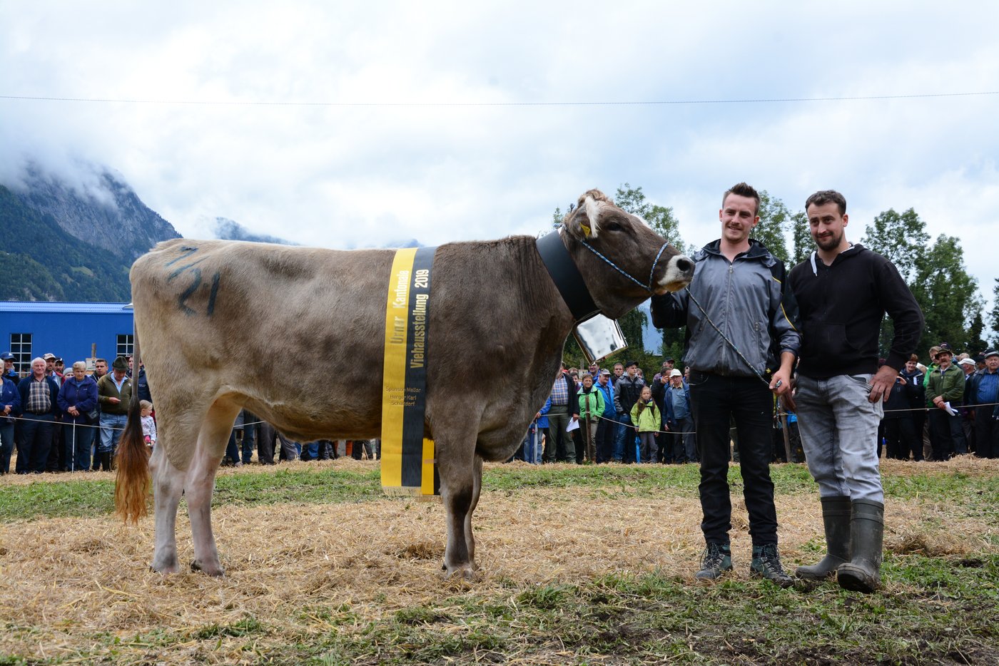 Rinderchampion BS, Alino Ascard von Klaus Kempf, Unterschächen.