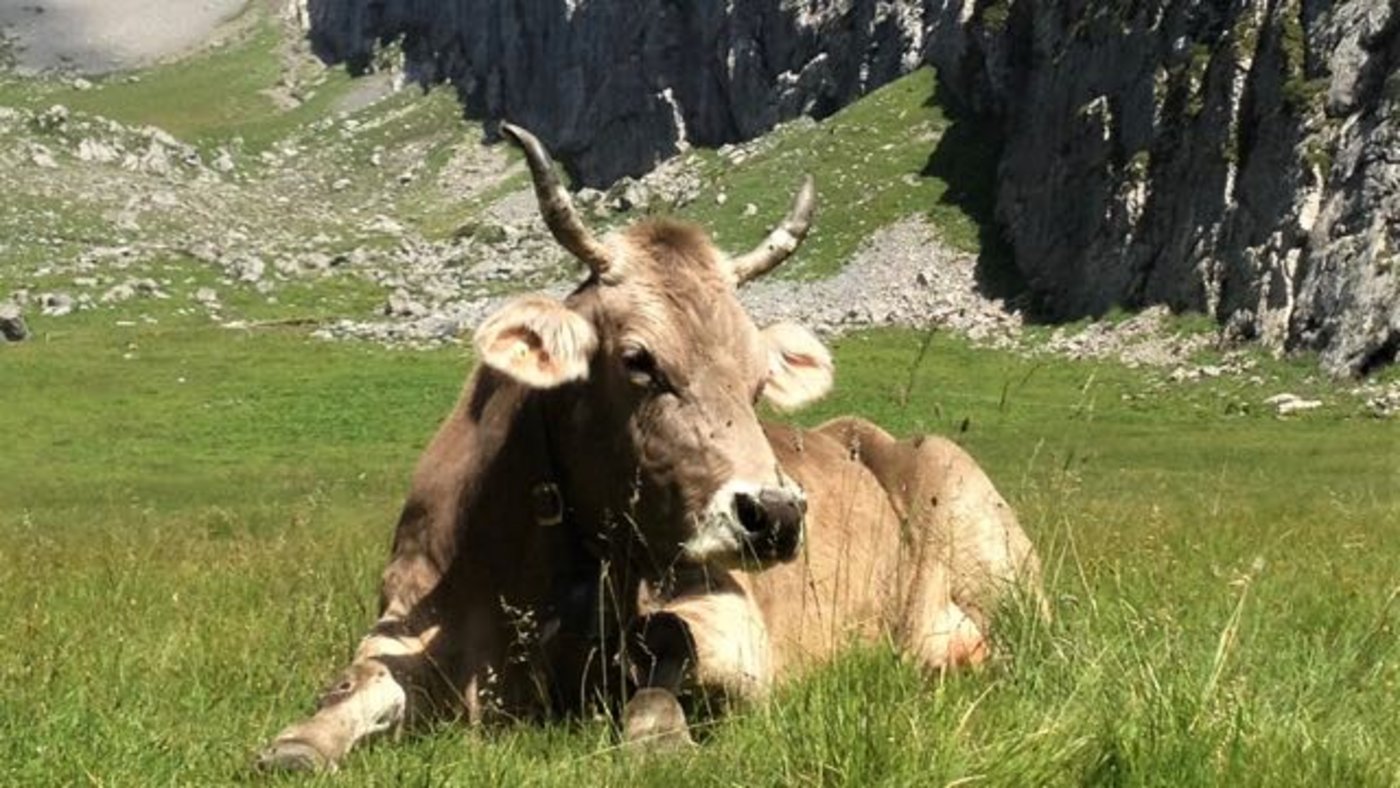 Die Original-Braunvieh-Kuh Wachtel verbrachte 21 Sommer auf der Alp Dräckloch. (Bild zVg)