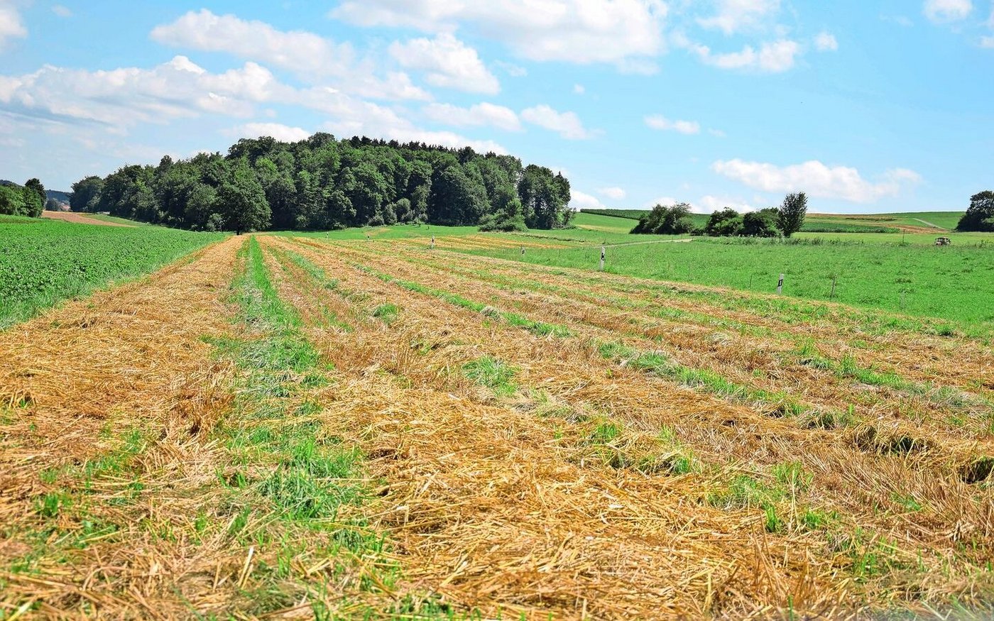 Nach der Getreideernte sind die begrün	ten Fahrspuren auf dem Feld gut sichtbar. 