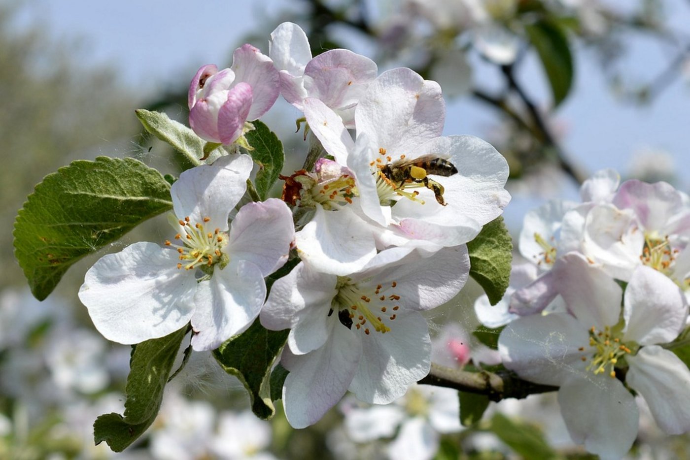 Durch das Sprühen von Actara verursachte der Obstbauer letztes Jahr ein lokales Bienensterben. (Symbolbild Pixabay)