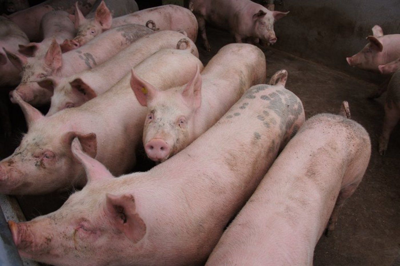 Bei der Schweinehaltung sollen mehr Kontrollen durchgeführt werden. (Bild lid)