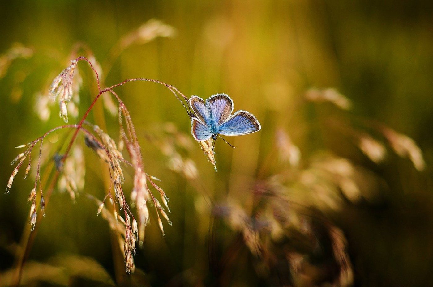 Viele Akteure und Verbände seien gefragt, bei der Umsetzung von mehr Insektenschutz mitzuwirken. (Bild Pixabay)