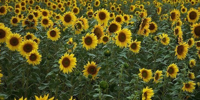 Sonnenblumen werden weiter unterstützt. (Bild Hans Linde/Pixabay)