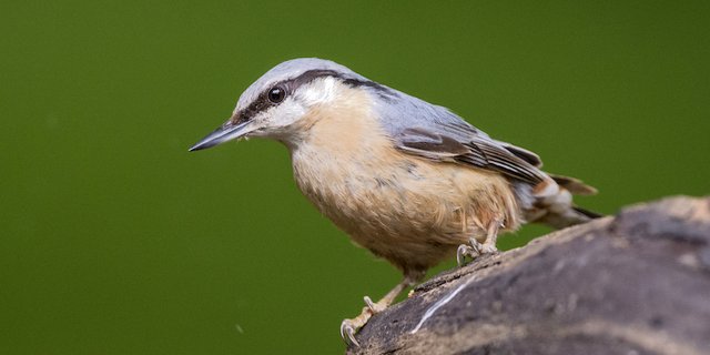 Kleiber sind aussergewöhnlich gute Kletterer, die man häufig an Baumstämmen turnen sieht. Dort steckt er Samen in die Furchen der Rinde, um sie mit seinem Schnabel wie mit einem Beil zu öffnen. (Bild Michael Gerber / Bird Life) 
