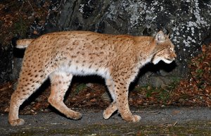 Studie zeigt: Im Wallis wurde der Luchs systematisch gewildert Im Wallis sollte es nach Berechnungen der Forschenden 12 bis 20 Prozent mehr Luchse geben. (Bild Stéphane Mettaz)