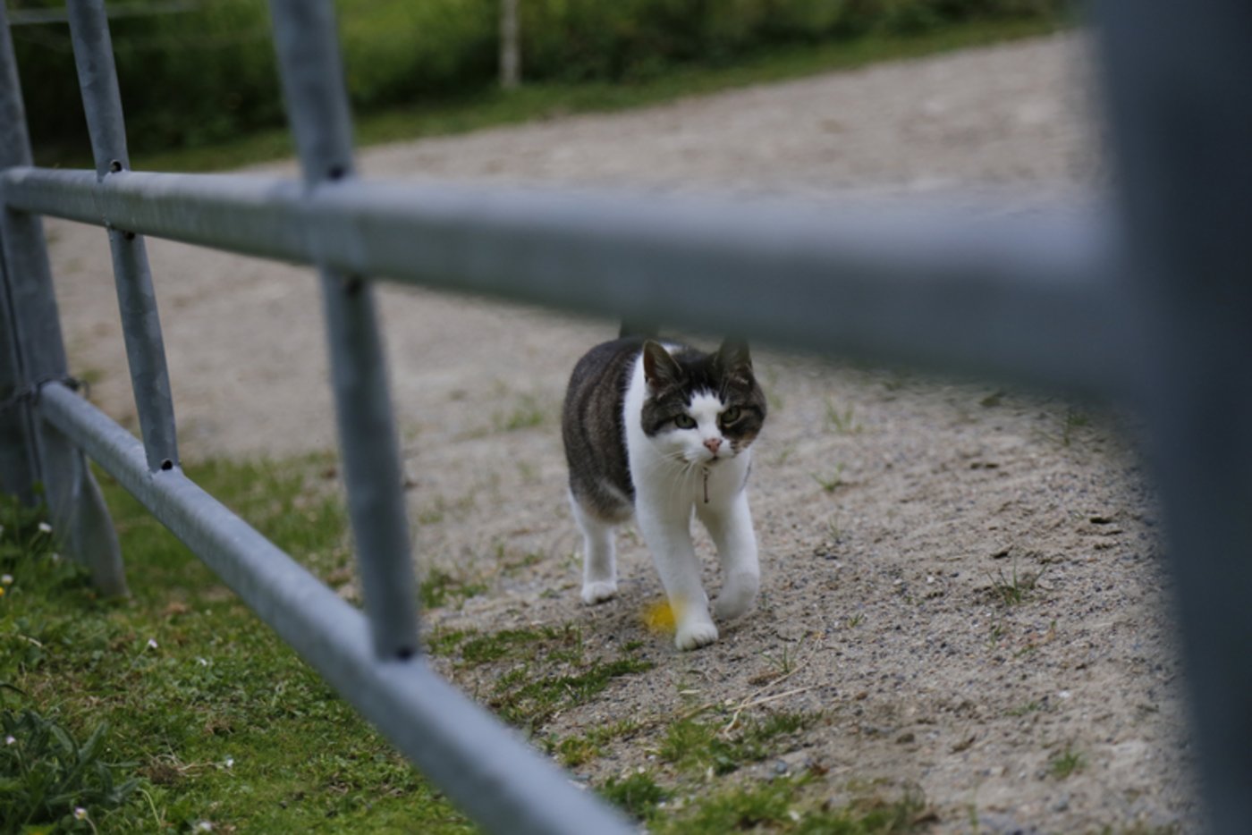 Katzen vermehren sich rasch, wenn man sie lässt. (Bild lid)