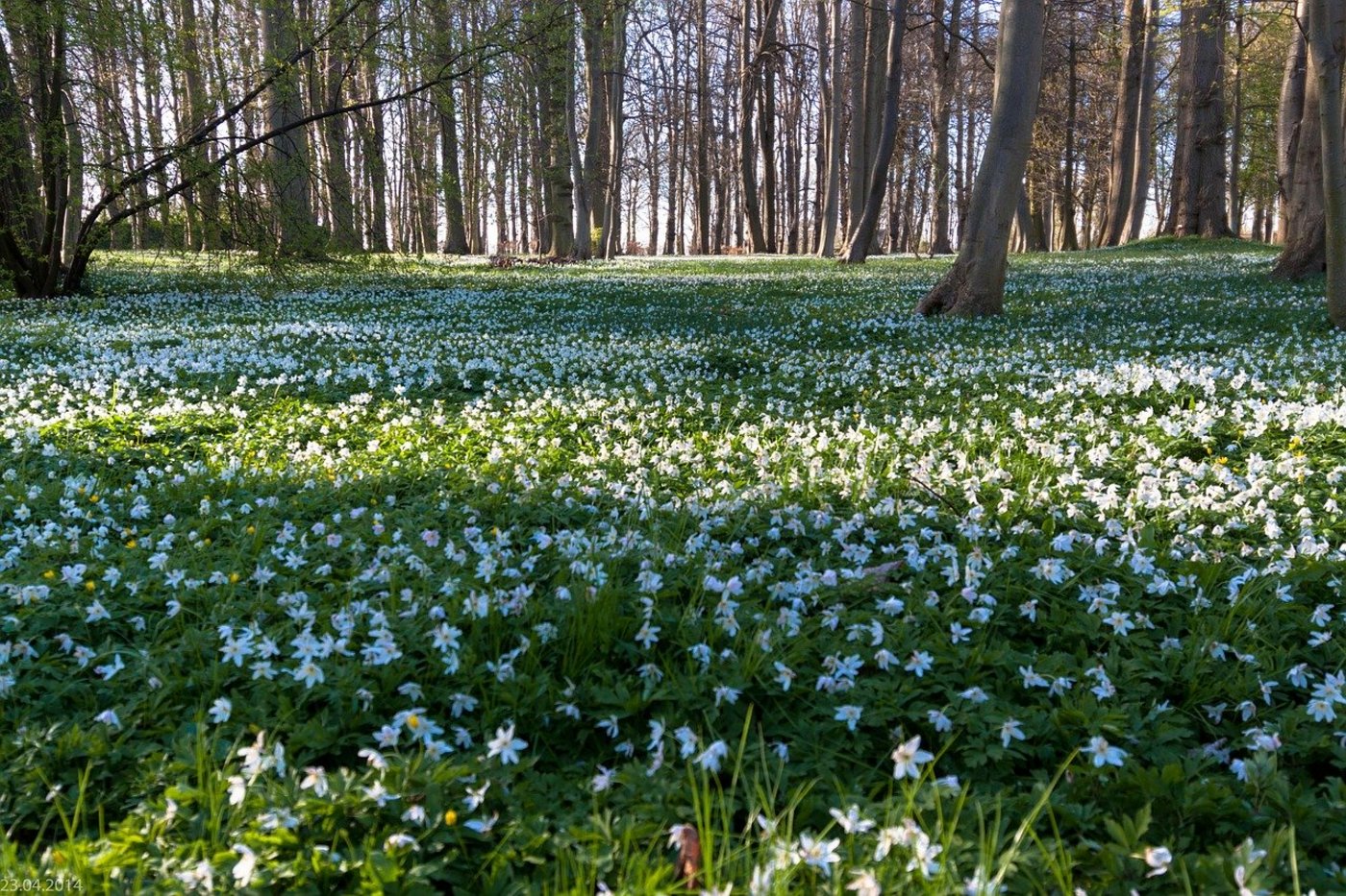 Lokal blühten die Buschwindröschen im März 2020 ganze 37 Tage früher, als man es erwarten würde. (Bild Pixabay)