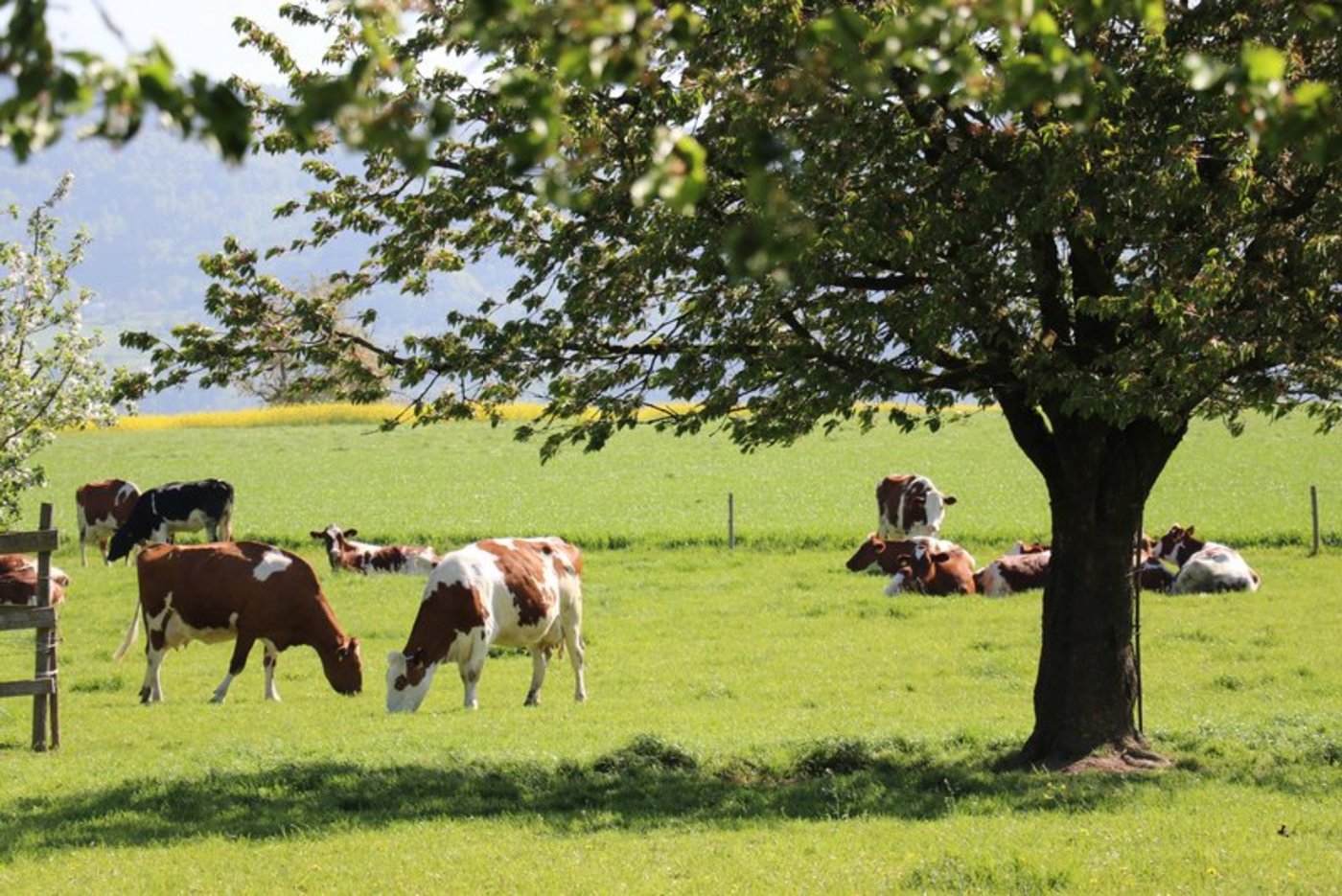 Abgemolkene, nicht trächtige, gesunde Kühe nehmen schnell an Gewicht zu, da sie mit dem aufgenommenen Futter nur den Eigenbedarf decken müssen. (Bild Ruth Aerni)