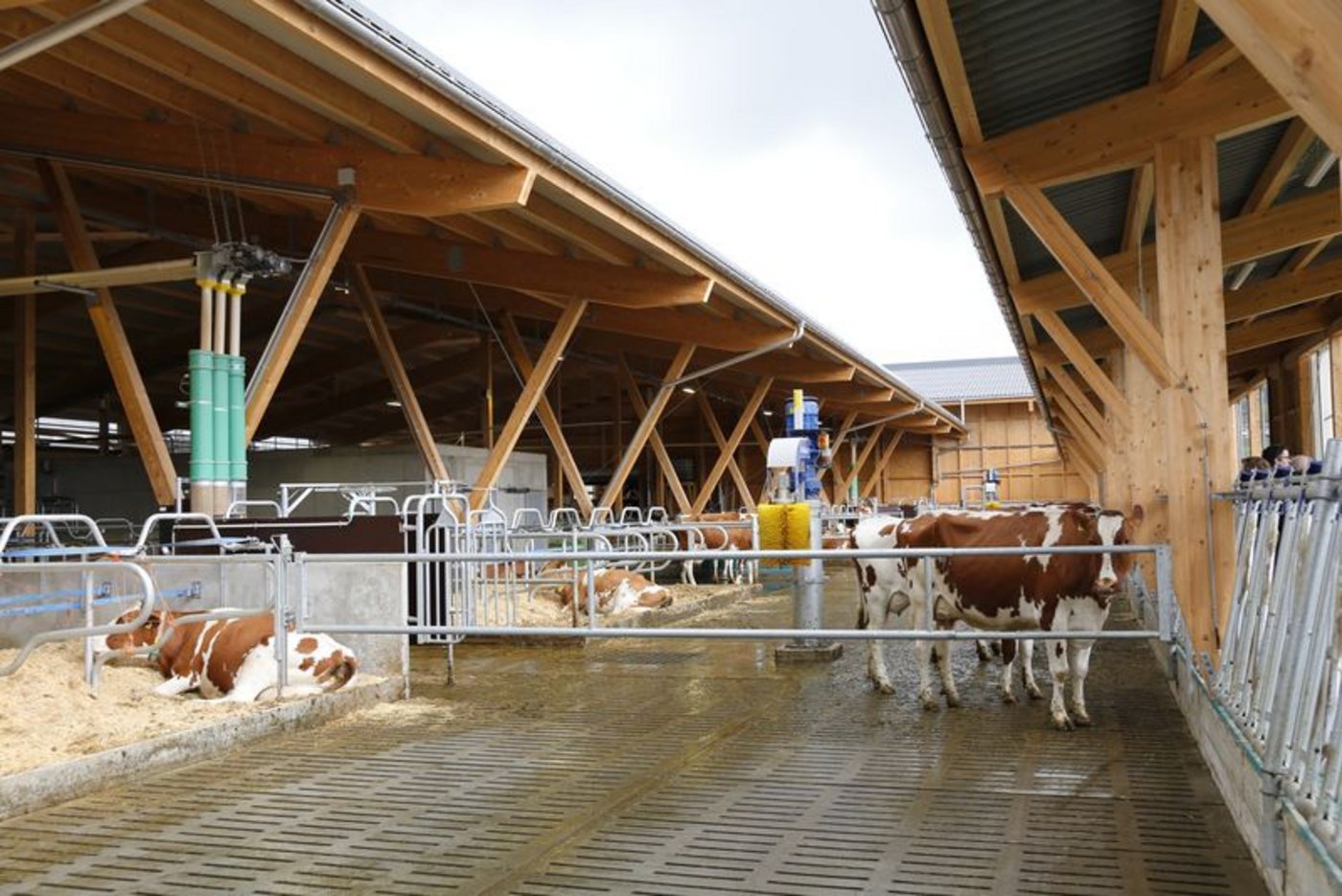 Davon ausgehend, dass Milchkühe künftig noch weiter wachsen, sollte Liegeboxen schon jetzt genügend gross geplant werden. (Bild ji)