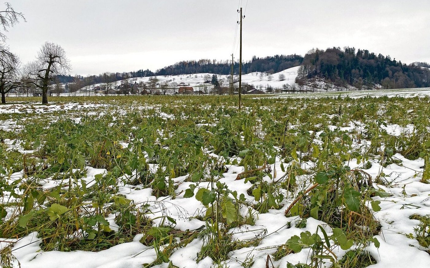 Hier kommen demnächst die Schweine rein. Eine Gründüngung vor einer Beweidung durch die Schweine des Hofs Biseggmatte.  