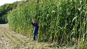 Sorghum: Wie eine exotische Kultur für den Schweizer Futterbau interessant wird Mutterkuhhalter Stefan Zumsteg vor seinem 4 Meter hohen Silosorghum. Seit 5 Jahren baut er diesen anstelle von Silomais an. Silosorghum wird nach der Ernte dem Grasilo oder Heu beigemischt. (Bild zVG)
