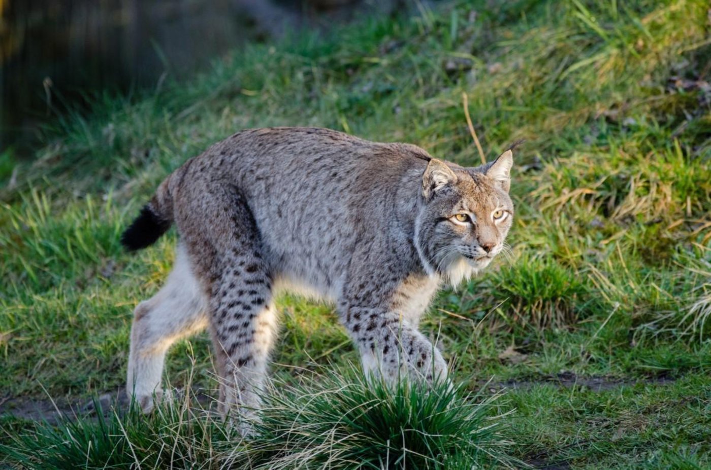 Abklärungen ergaben, dass der Luchs Mitte März bei einem Fang für ein internationales Umsiedlungsprojekt entwichen war. (Symbolbild pxhere.com)