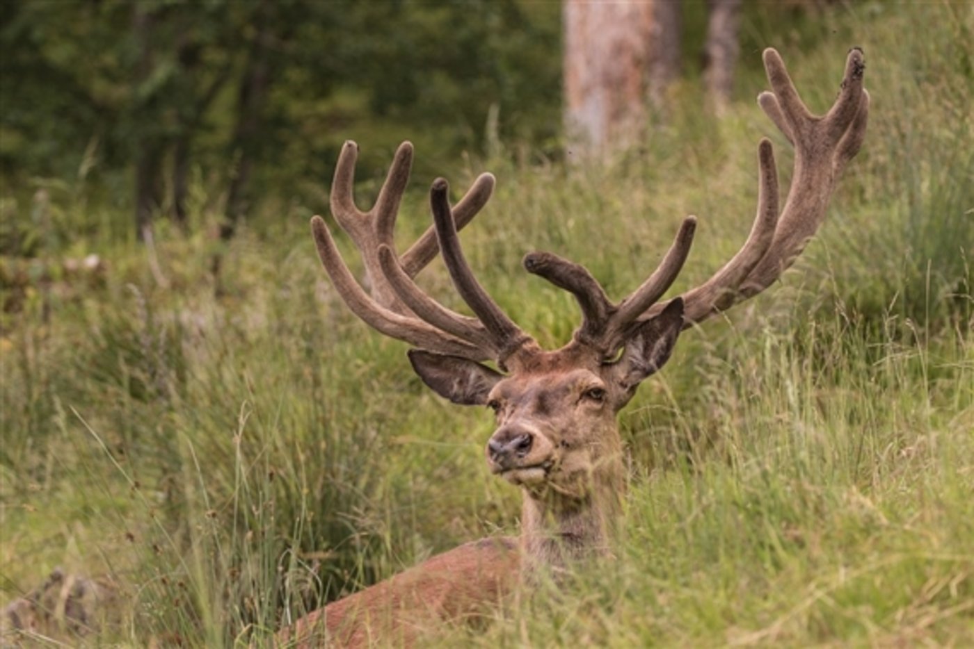 Rothirsch versteckt sich in Wiese - als Tarnung vor dem Jäger? (Symbolbild Pixabay)