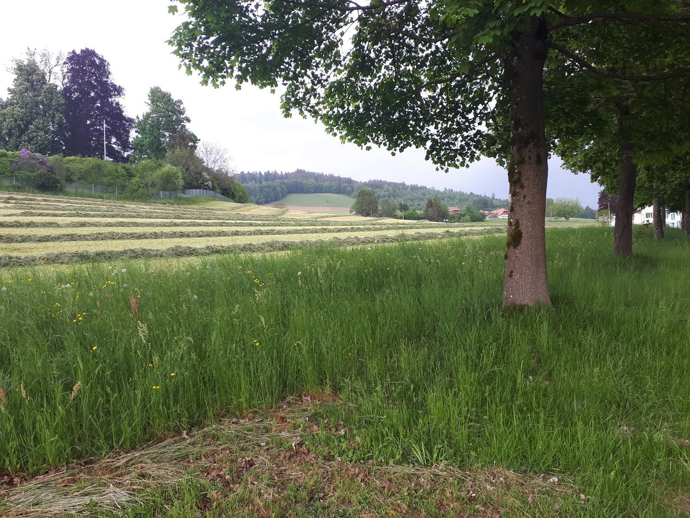 Heu vor dem Einbringen in Worb, wo es am frühen Dienstagabend zu regnen begann. (Bild sb)