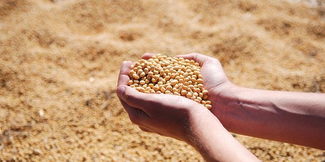 Die Produktion von Saatgut bei Soja litt unter der Sommertrockenheit und die Erträge waren mittelmässig. (Symbolbild Pixabay) 