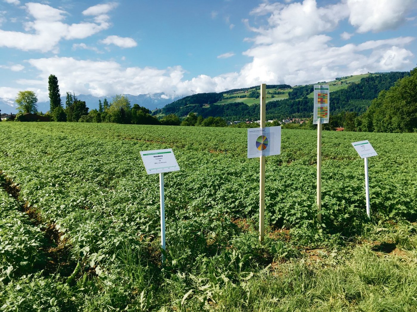 Eine erhöhte Resistenz der Kartoffeln gegen die Kraut und Knollenfäule soll den Einsatz von Kupfer reduzieren. (Bild lko)