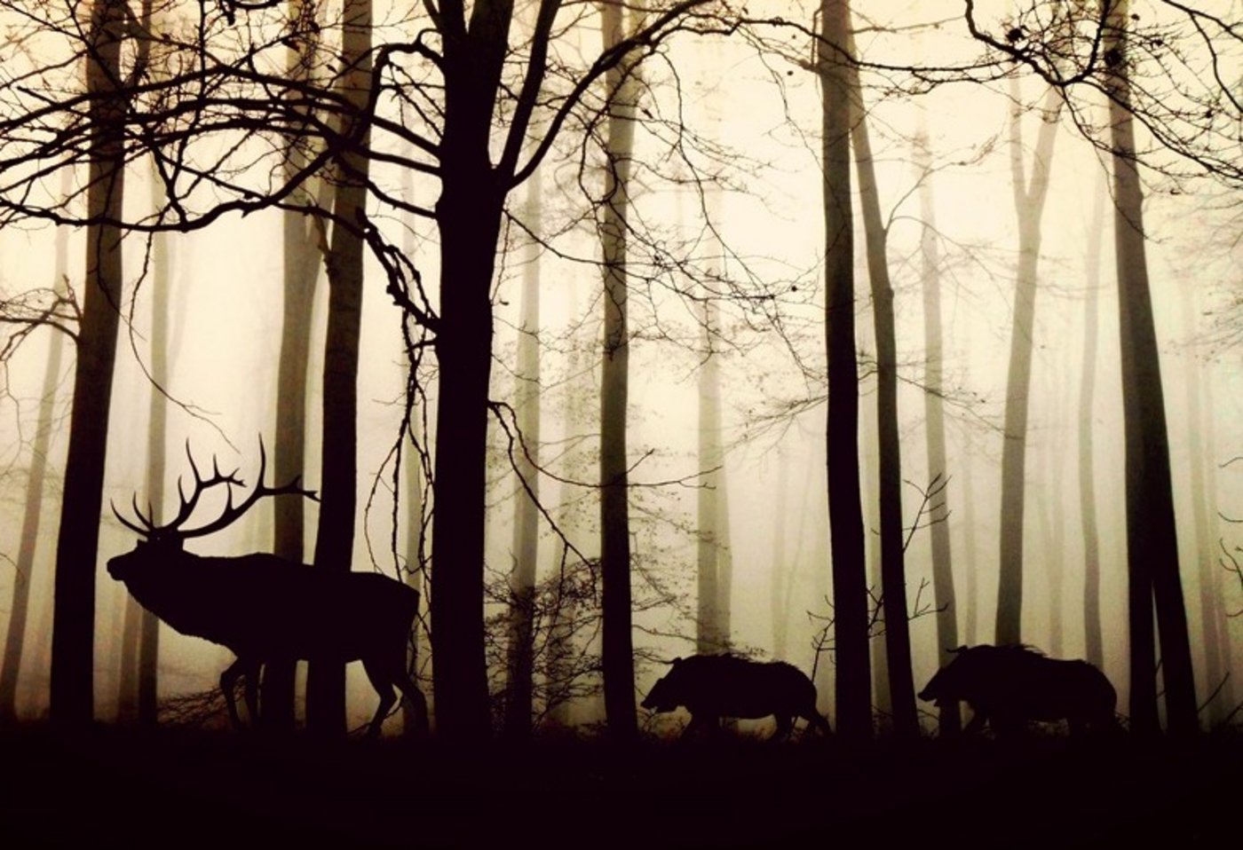 Die Volksintitiative Wildhüter statt Jäger will anstelle der Milizjagd ein professionelleres Wildtiermanagement mit ausgebildeten Wildhütern setzten. (Bild Pixabay)
