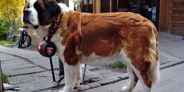 Der Zwinger der Bernhardiner auf dem Grossen St. Bernhard wurde vollständig erneuert und tiergerechter gestaltet. (Symbolbild Pixabay)