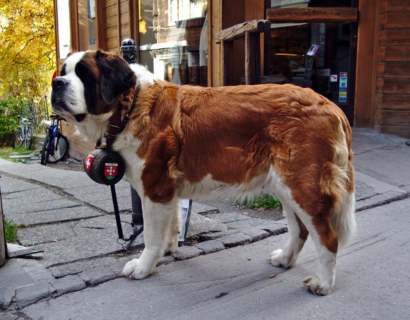 Der Zwinger der Bernhardiner auf dem Grossen St. Bernhard wurde vollständig erneuert und tiergerechter gestaltet. (Symbolbild Pixabay)