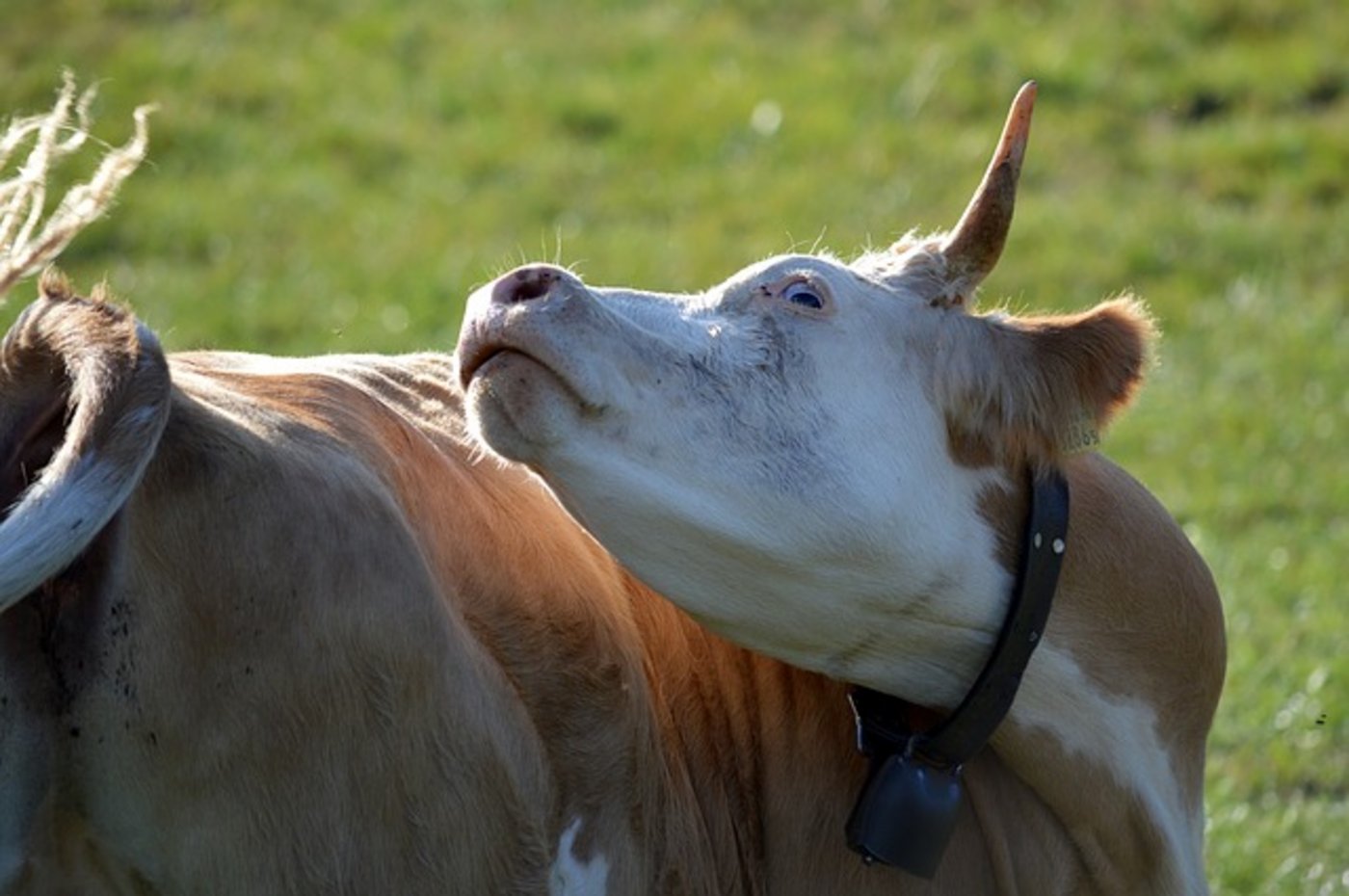 Sechs neue Fälle von atypischer BSE wurden gemeldet, dies geht aus dem aktuellen Jahresbericht der EFSA zu Transmissiblen Spongiformen Enzephalopathien hervor. (Bild pixaby)