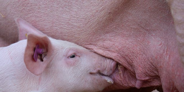 Wenig Schmerz und Stress, ein guter Umgang mit den Tieren und viel sauberes Wasser: Gutes Abferkelmanagement muss nicht teuer sein, legt aber den Grundstein zum Erfolg. (Bild Ruth Aerni)