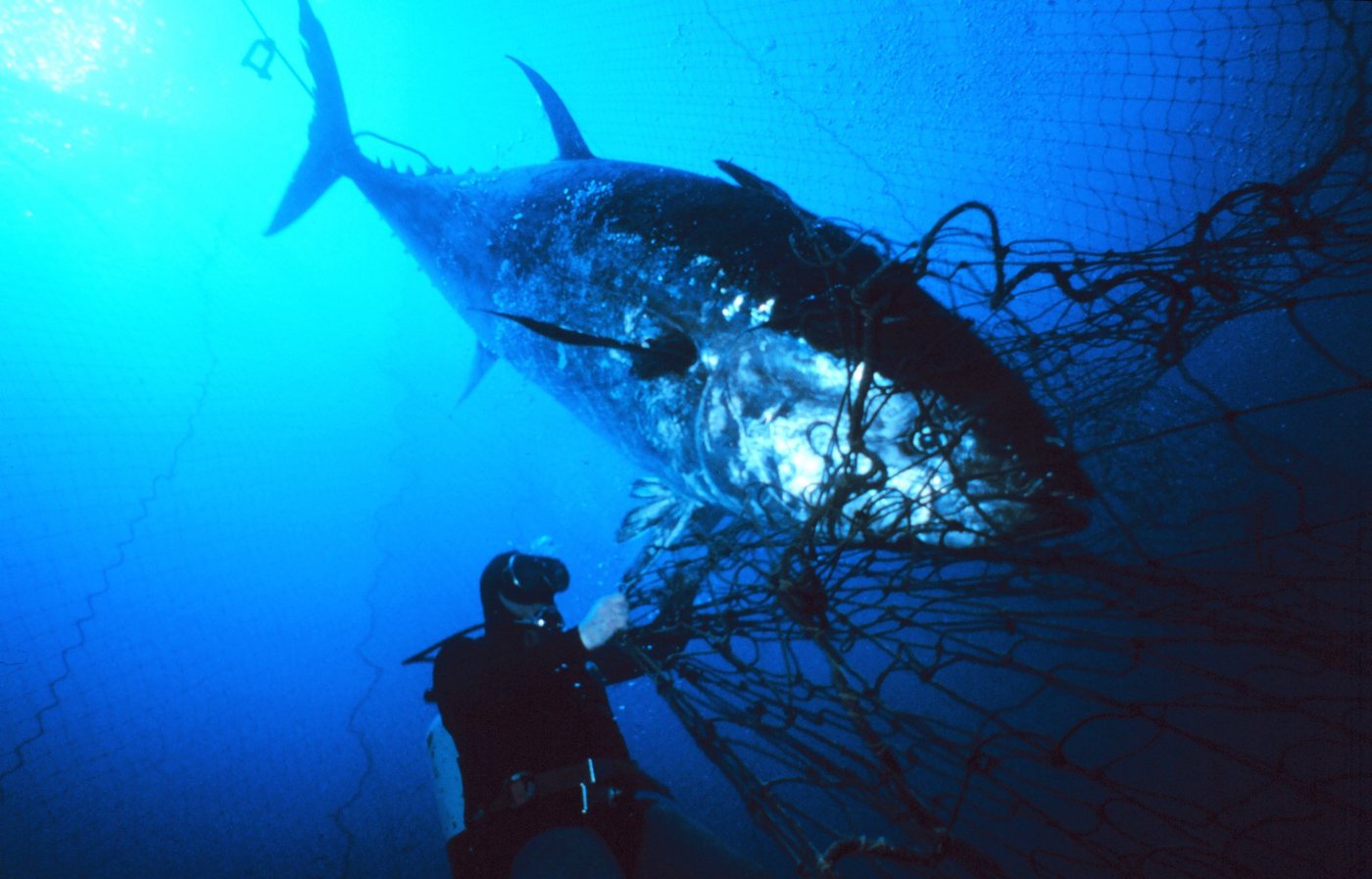 Ein in einem Fischernetz verfangener Blauflossenthunfisch. (Bild Danilo Cedrone)