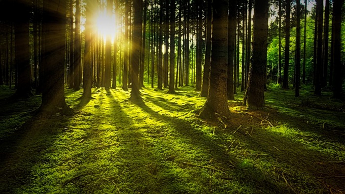 Wiederaufforstung sei natürlich nicht die alleinige Lösung gegen der Klimawandel. (Symbolbild Pixabay)