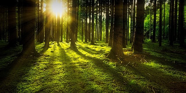 Wiederaufforstung sei natürlich nicht die alleinige Lösung gegen der Klimawandel. (Symbolbild Pixabay)