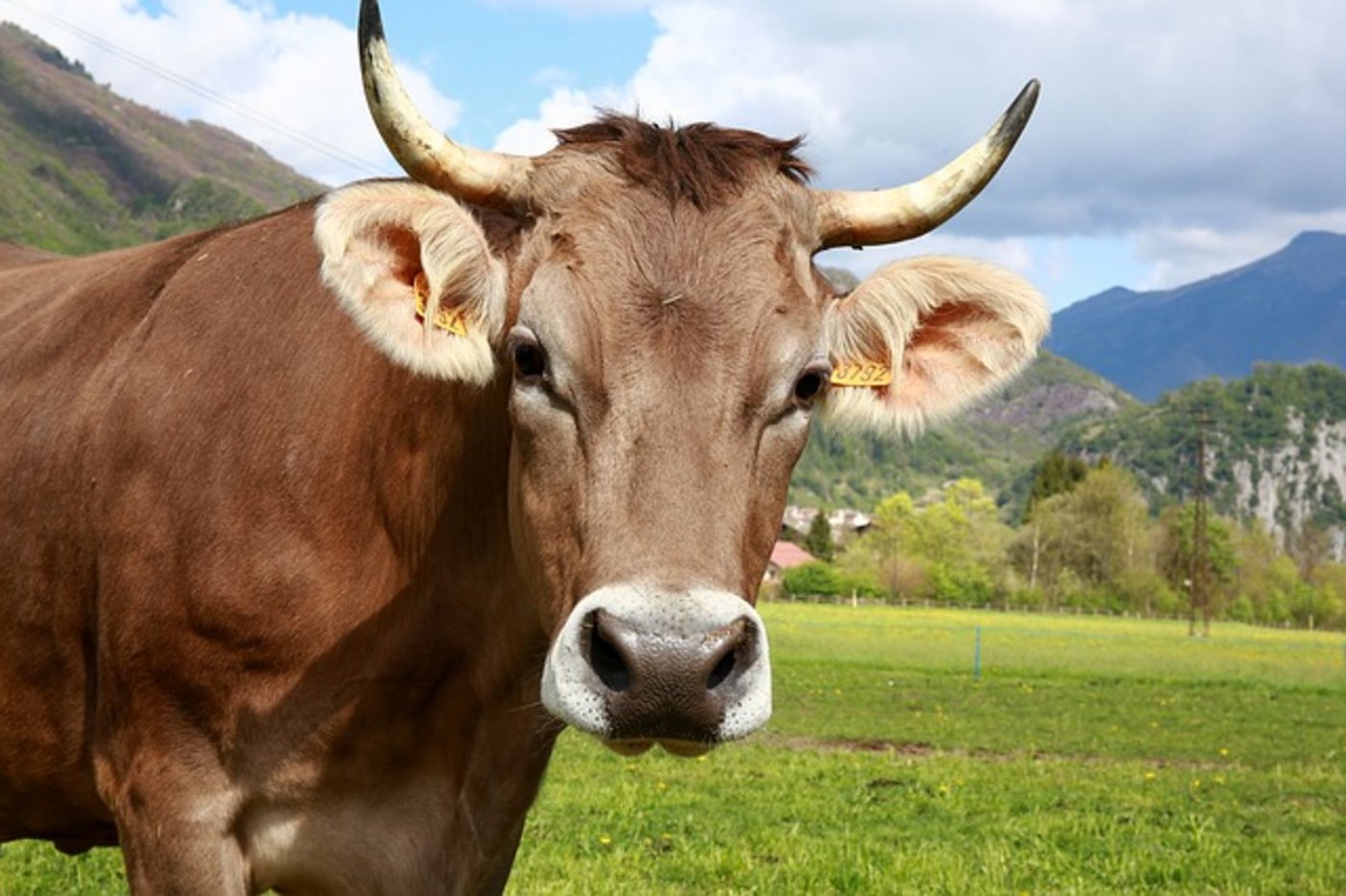 Die Allianz für Ernährungssouveränität will, dass die Hörner bleiben. (Bild pixabay)