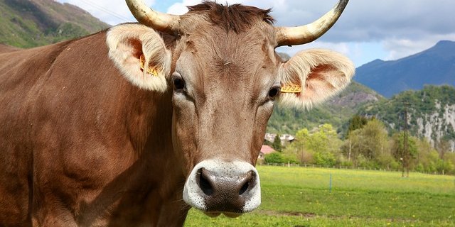 Die Allianz für Ernährungssouveränität will, dass die Hörner bleiben. (Bild pixabay)