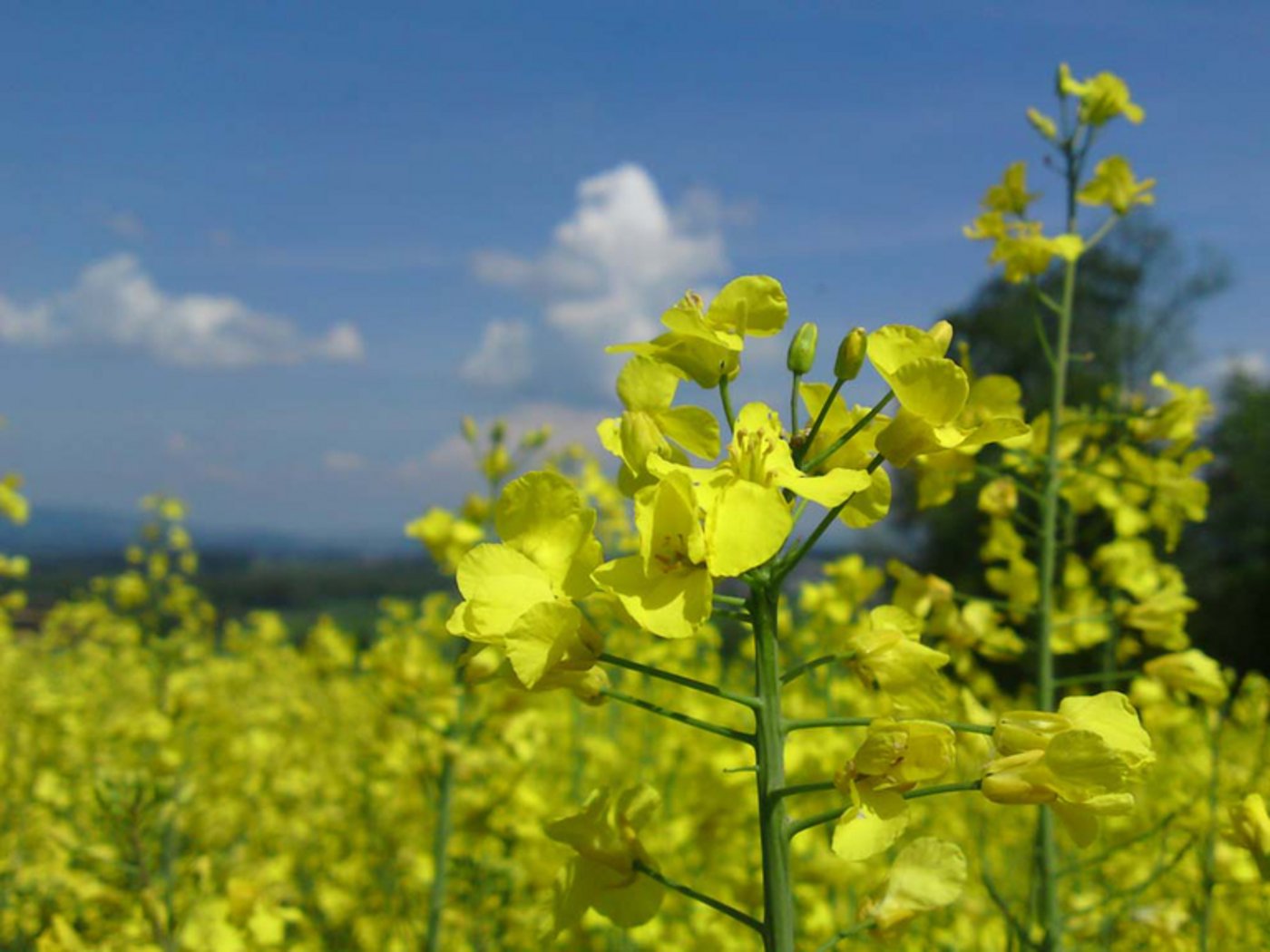 Im Bereich ÖLN bzw. konventioneller Landwirtschaft sind die Raps-Anbauflächen in den letzten 10 Jahren lediglich um 2,8 Prozent gewachsen. (Bild Romana Suter/landwirtschaft.ch)