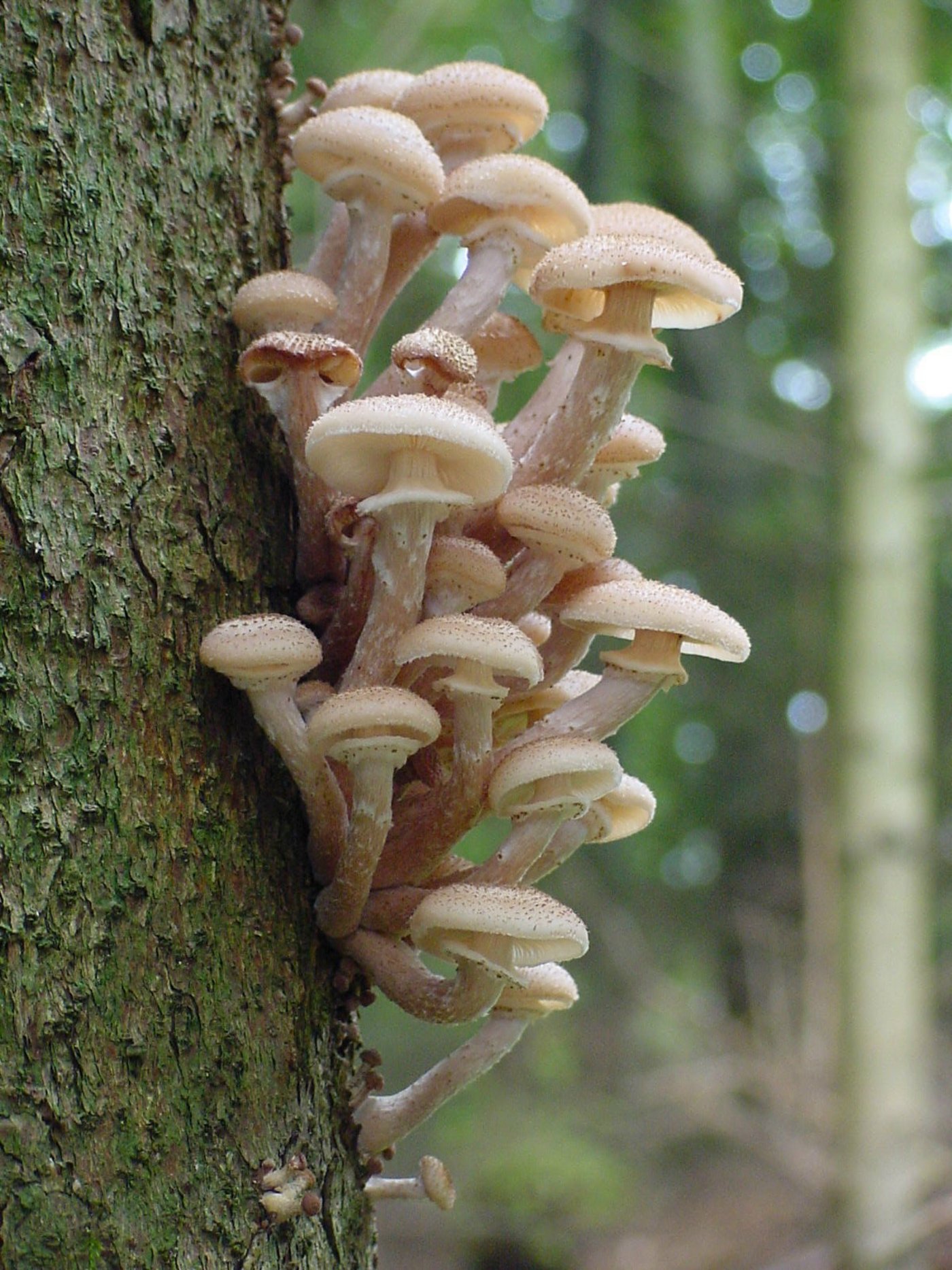 Pilz-Fruchtkörper des Hallimasch an stehender Fichte. Der Hallimasch ist ein Pflanzenschädling. (Bild Roland Engesser/WSL)